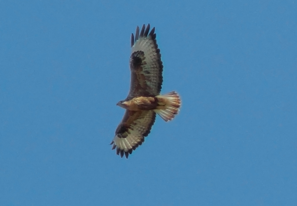 Long-legged Buzzard