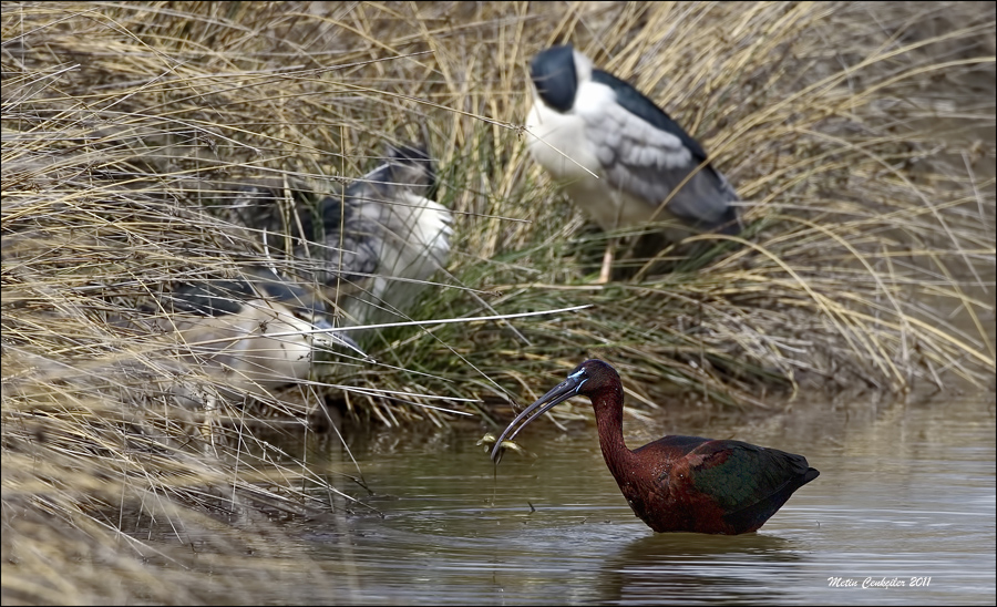 Glossy Ibis