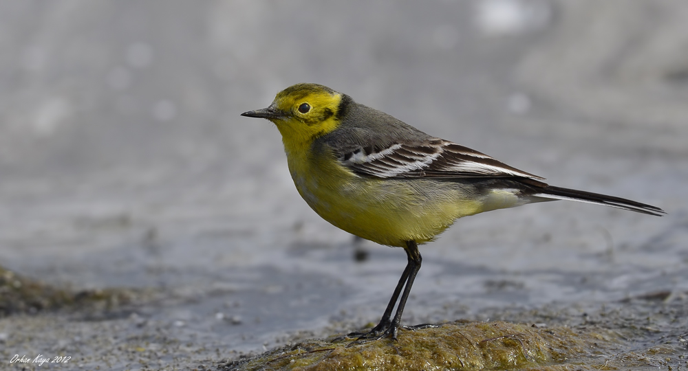 Citrine Wagtail