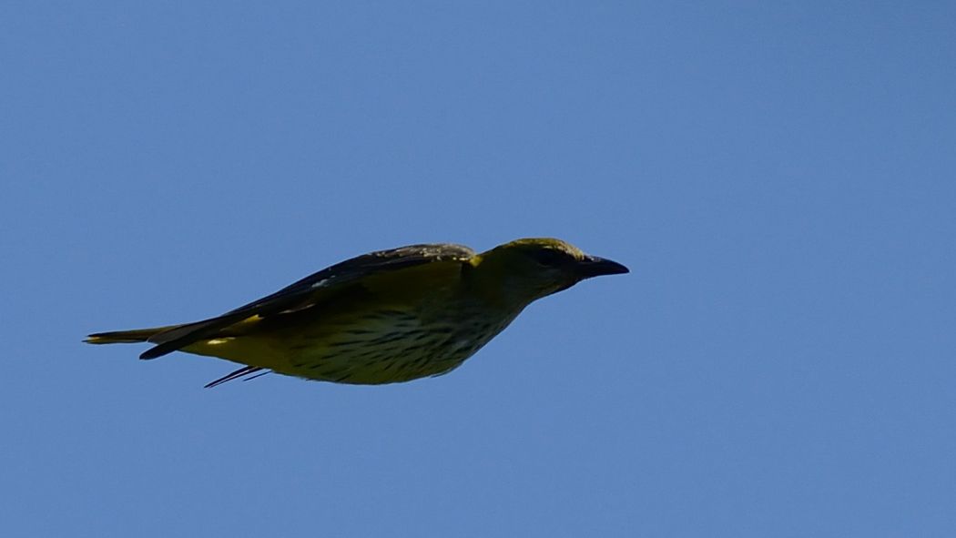 Eurasian Golden Oriole