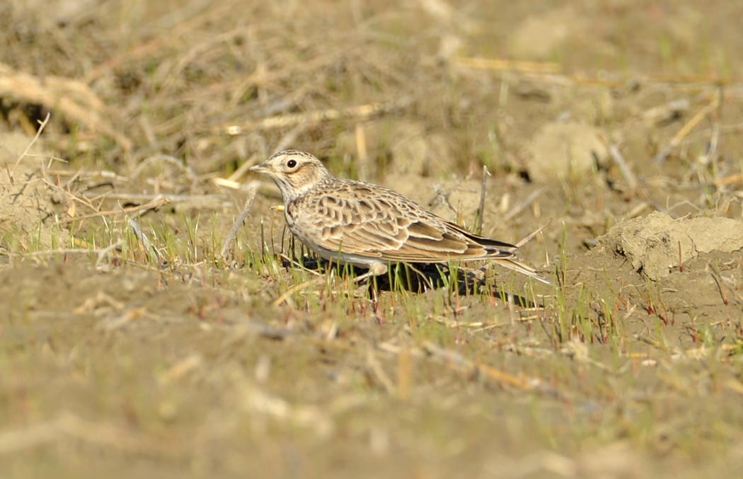 Eurasian Skylark