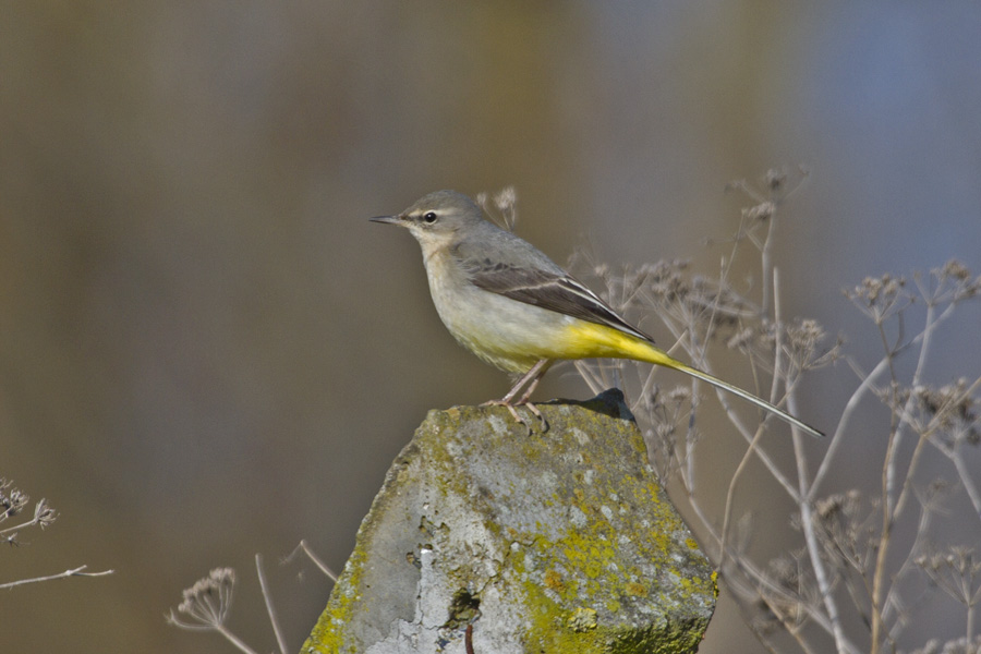Grey Wagtail