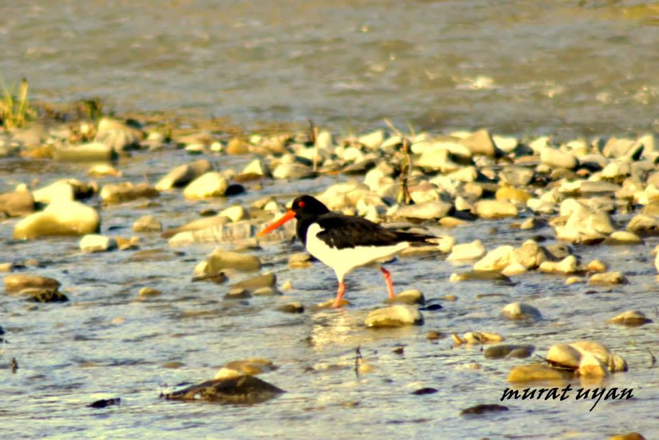 Eurasian Oystercatcher