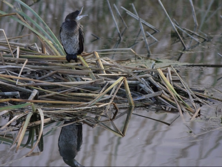 Pygmy Cormorant