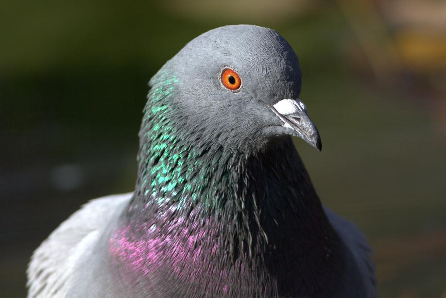 Rock Dove