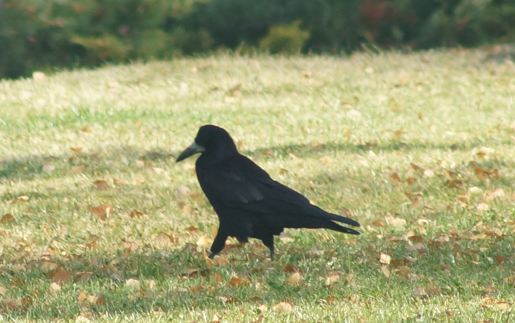 Rook