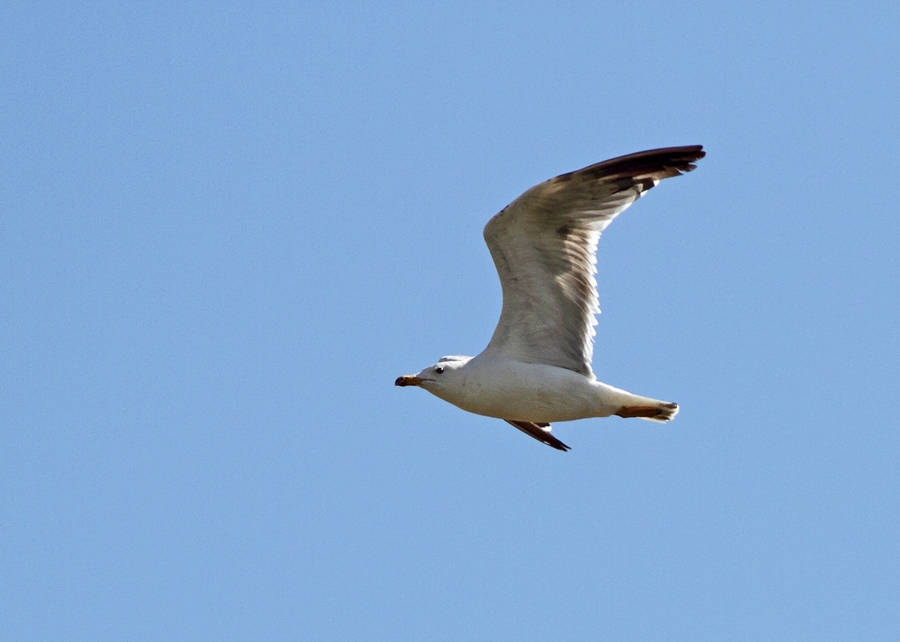 Armenian Gull
