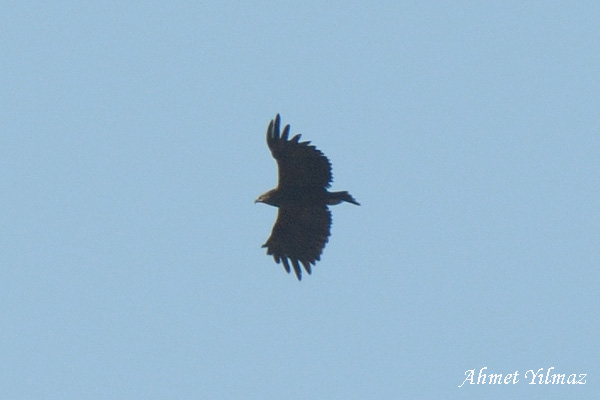 Greater Spotted Eagle