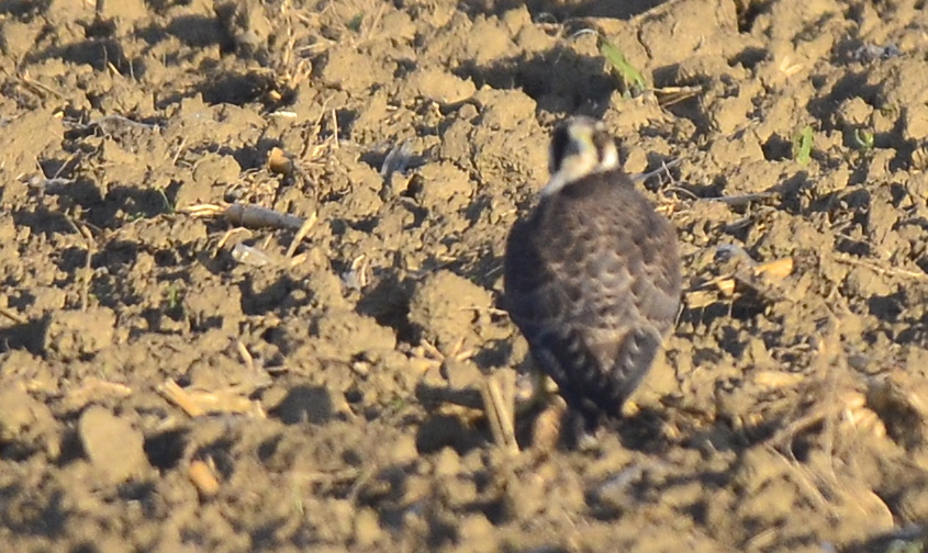 Gök Doğan