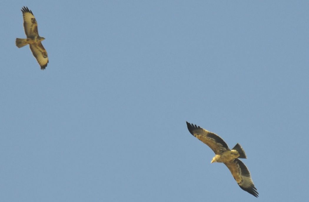 Greater Spotted Eagle