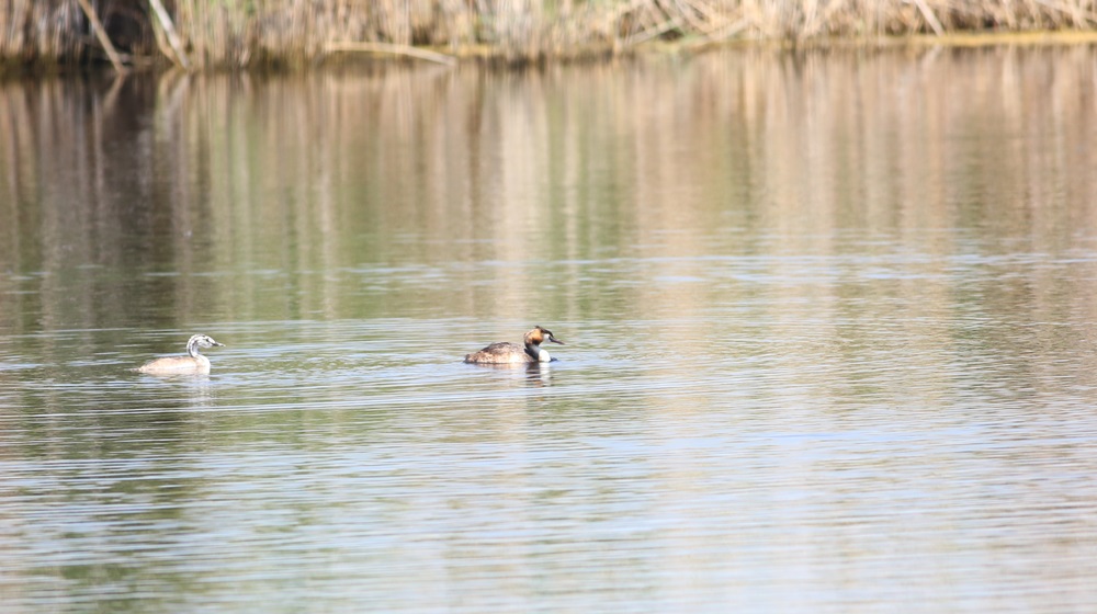 Great Crested Grebe
