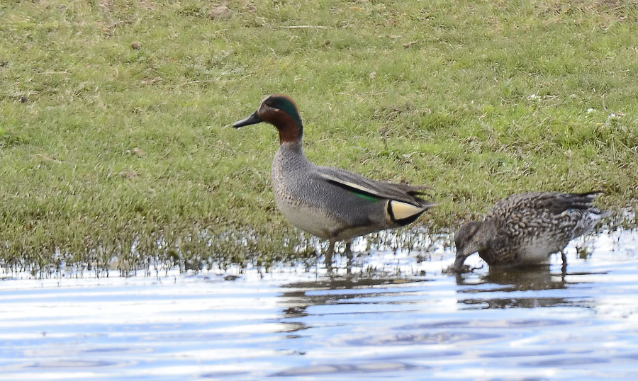 Eurasian Teal