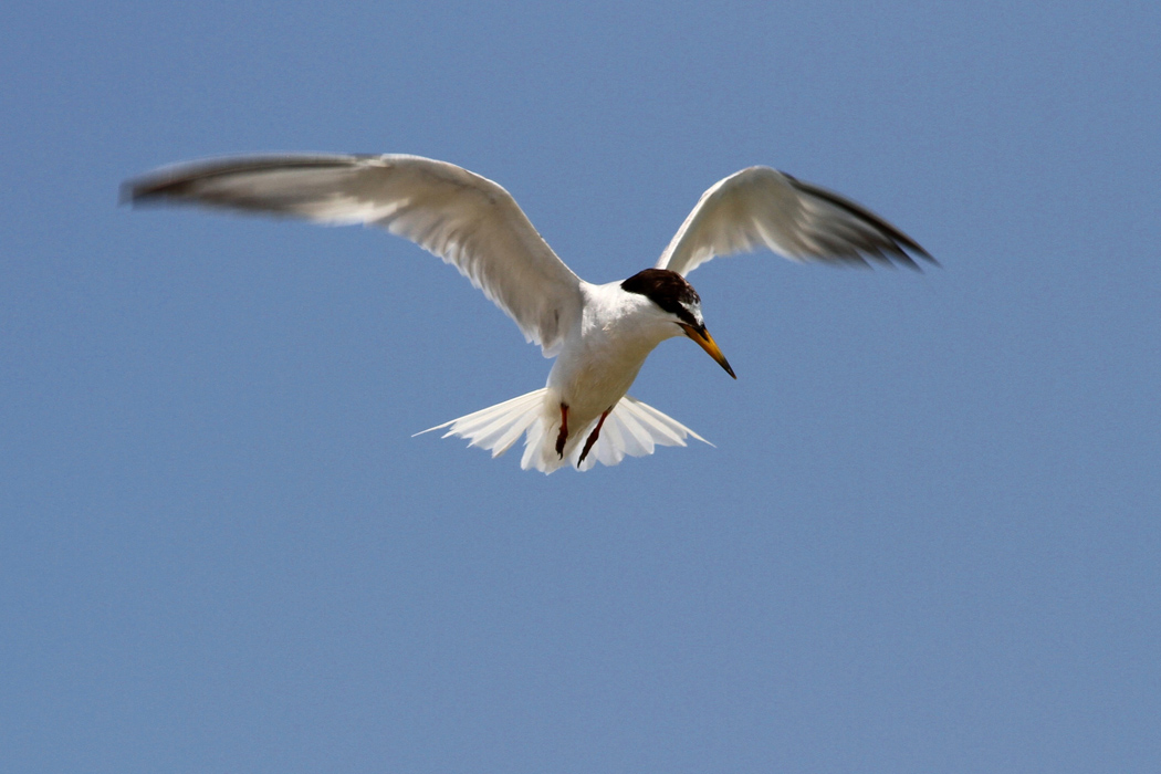 Little Tern