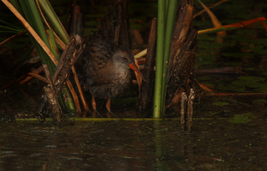 Water Rail