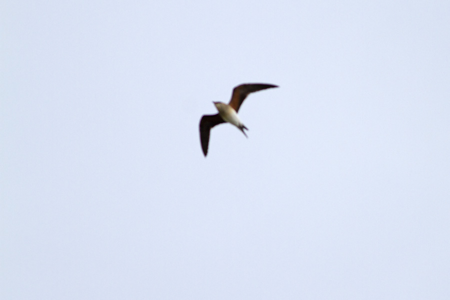 Collared Pratincole
