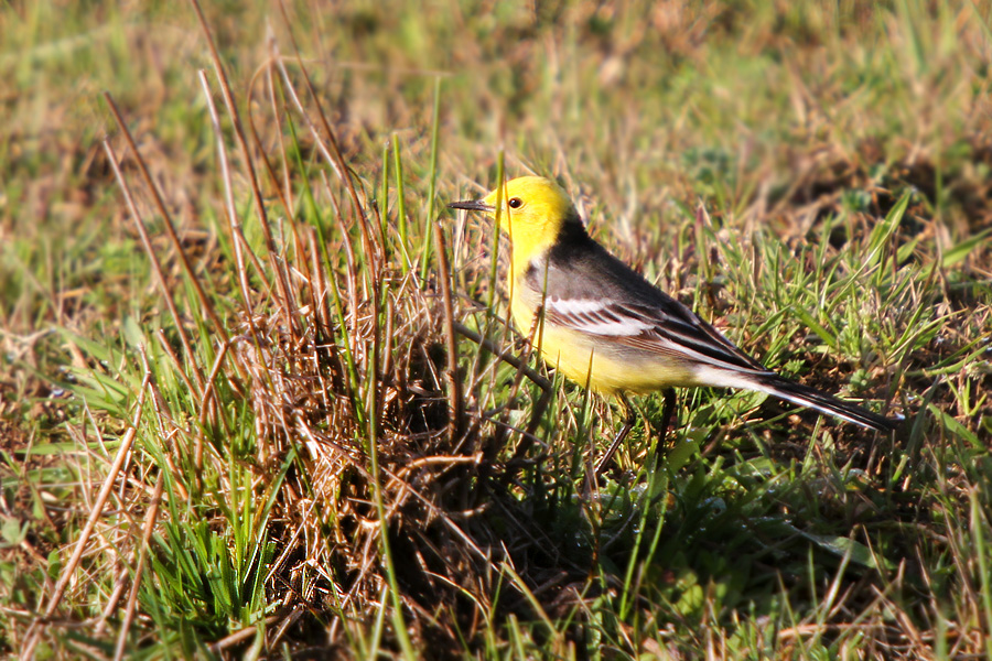 Citrine Wagtail