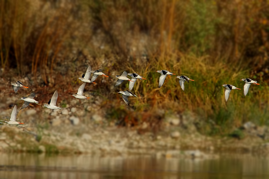 Spotted Redshank