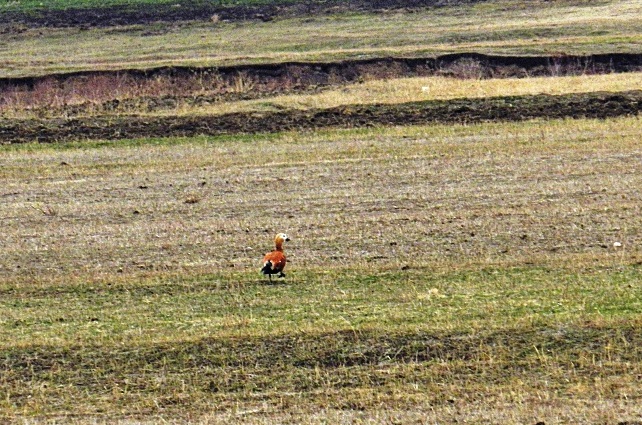 Ruddy Shelduck
