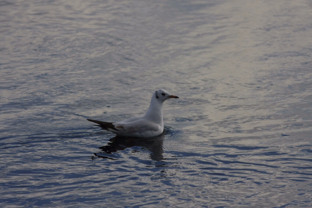 Black-headed Gull