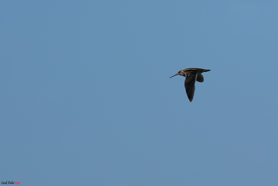 Jack Snipe