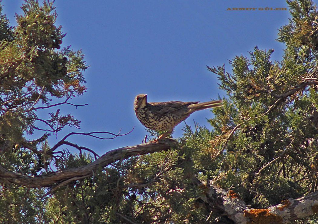 Mistle Thrush