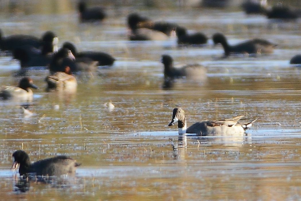 Northern Pintail