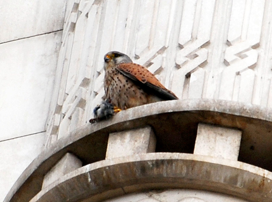 Common Kestrel