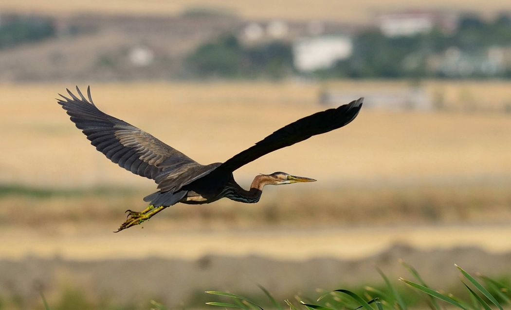 Purple Heron