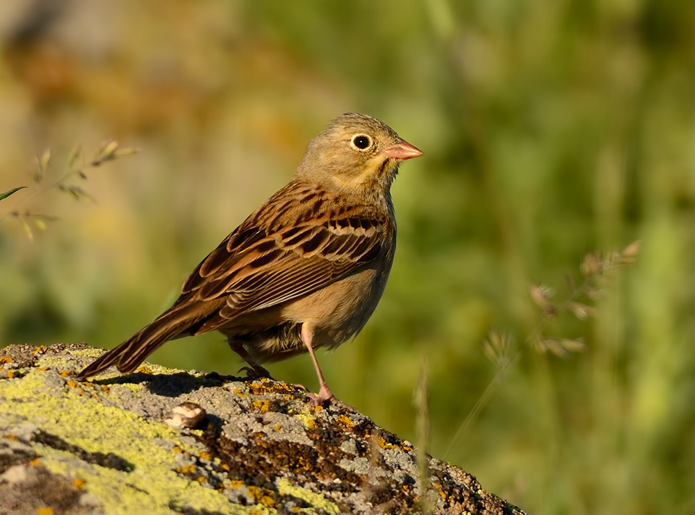Ortolan Bunting