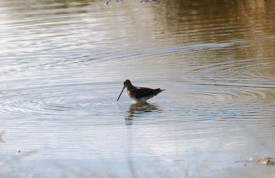 Common Snipe