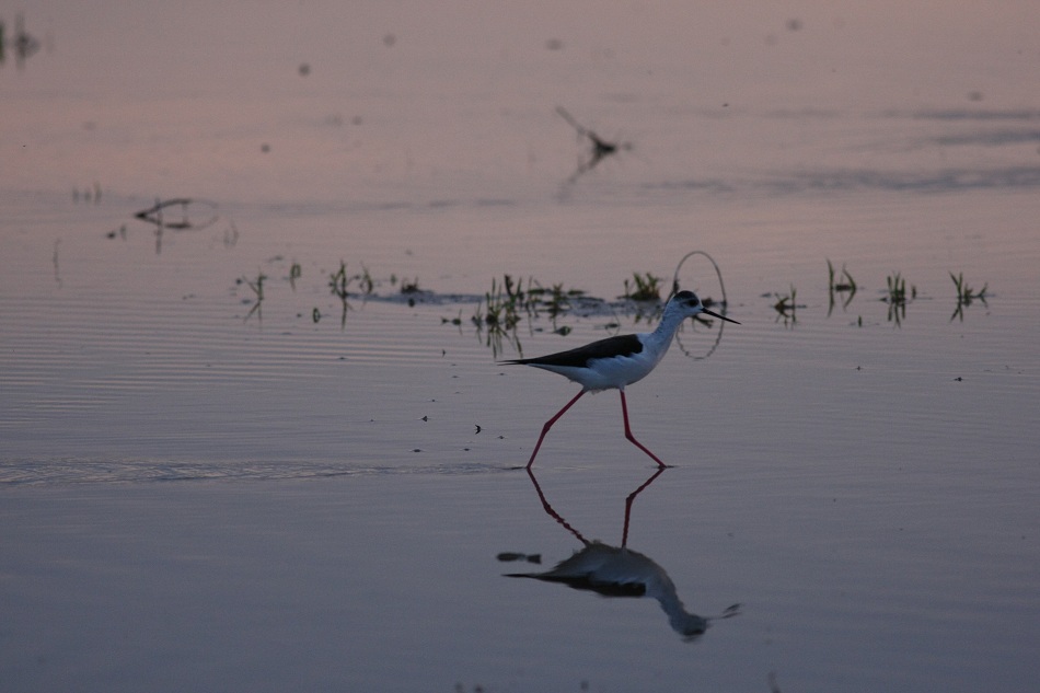 Black-winged Stilt