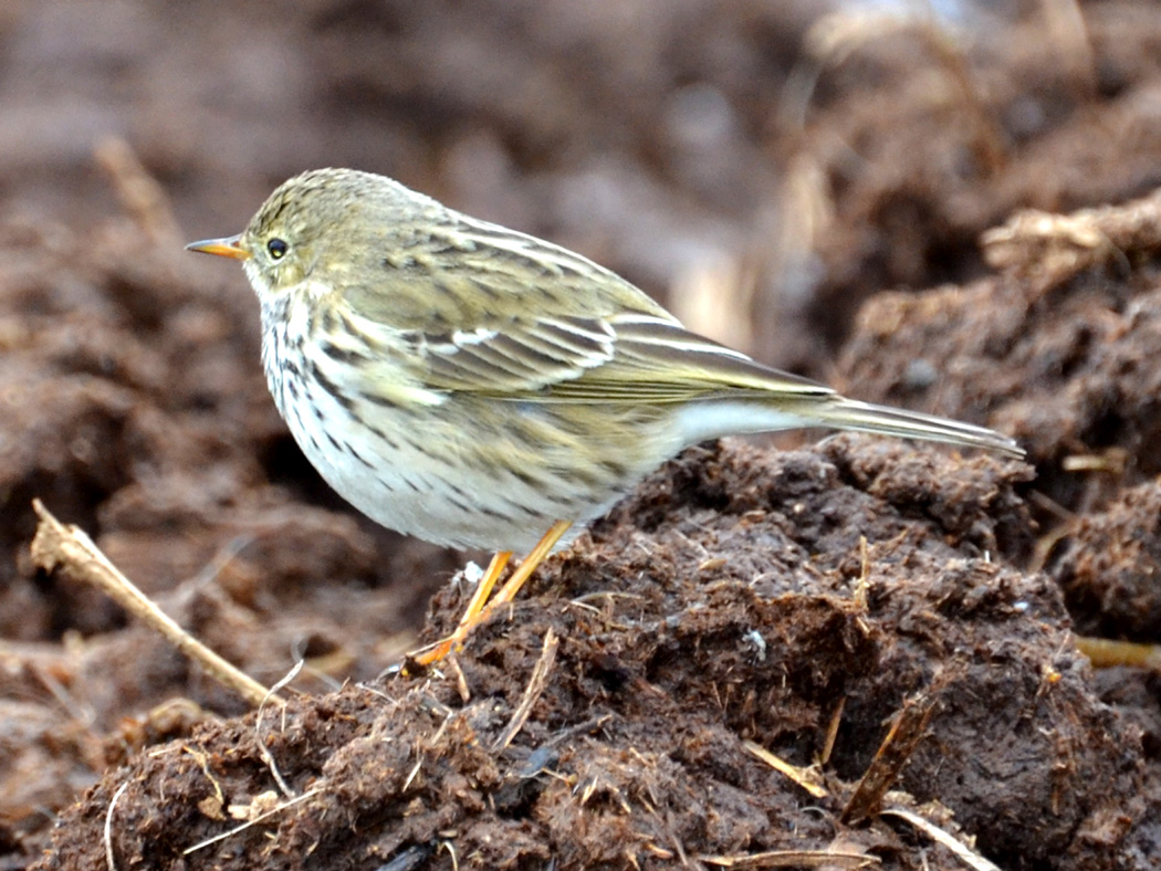 Meadow Pipit