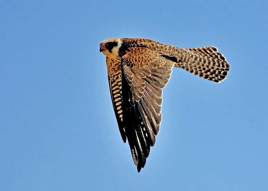 Red-footed Falcon