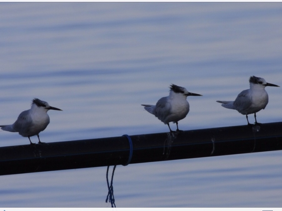 Sandwich Tern