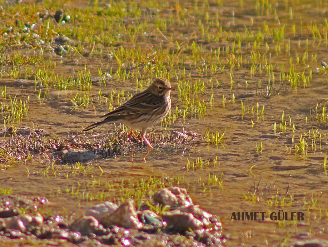 Meadow Pipit