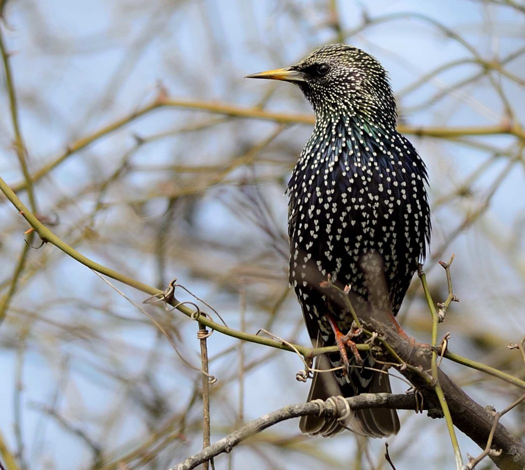 Common Starling