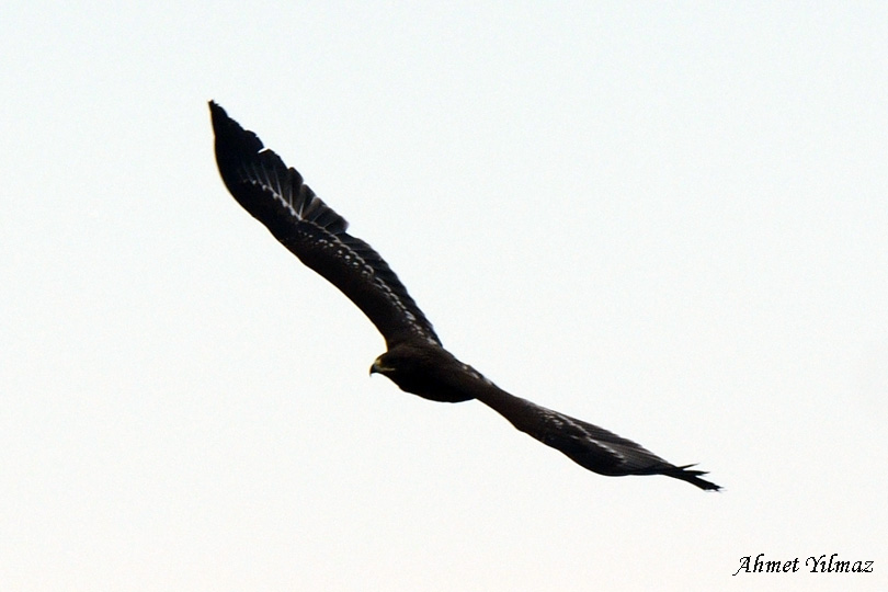 Greater Spotted Eagle