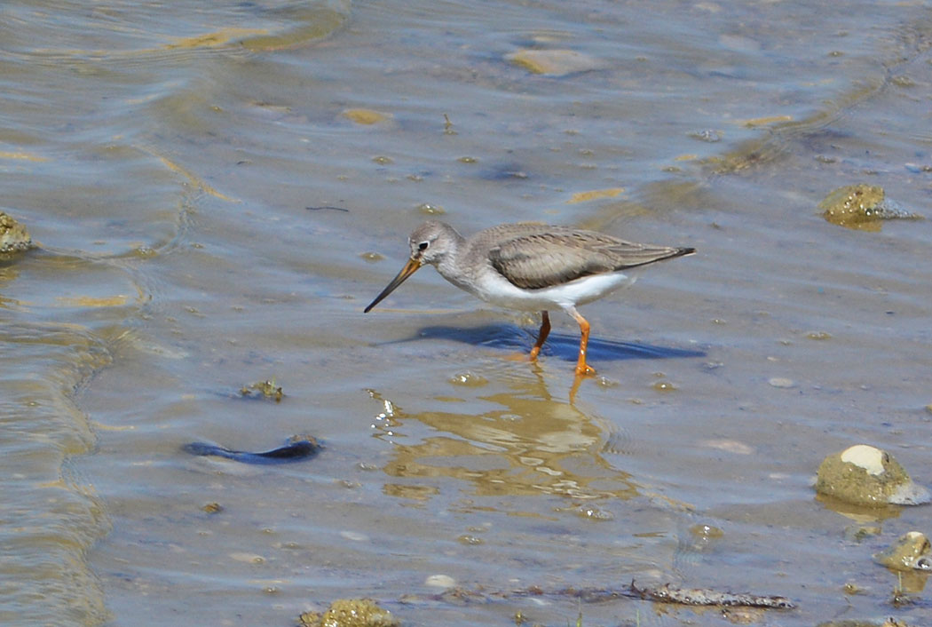 Terek Sandpiper