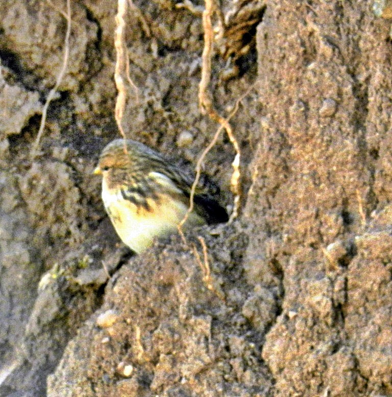 Twite