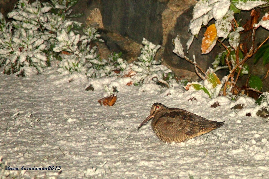 Eurasian Woodcock