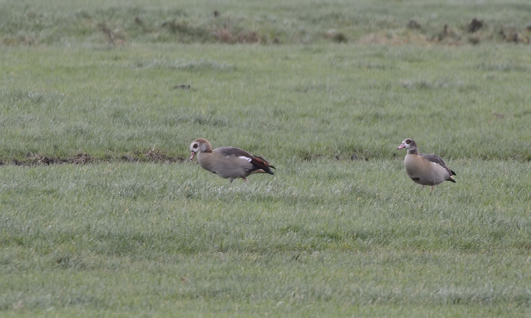 Egyptian Goose