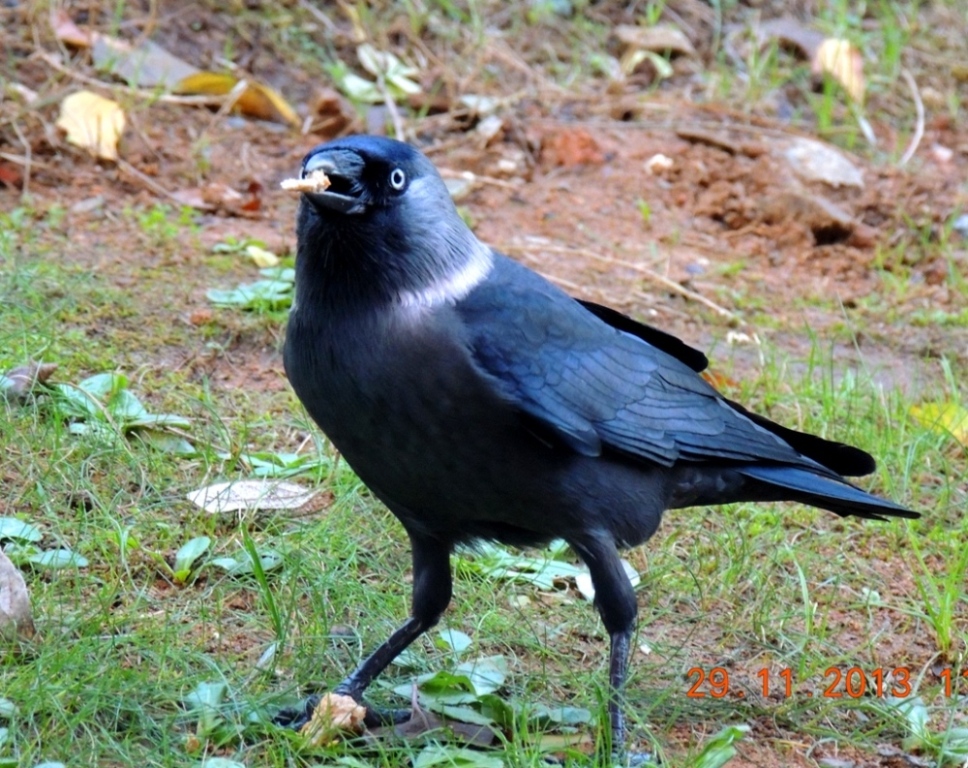 Küçük Karga