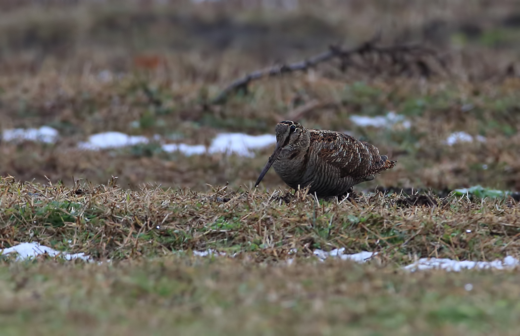 Eurasian Woodcock