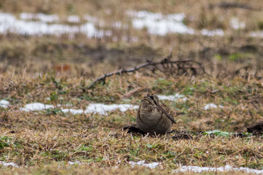 Eurasian Woodcock