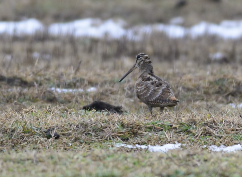 Eurasian Woodcock