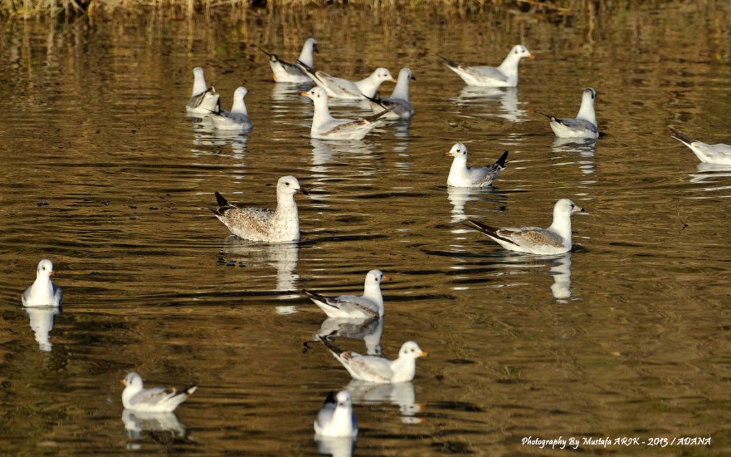 Common Gull