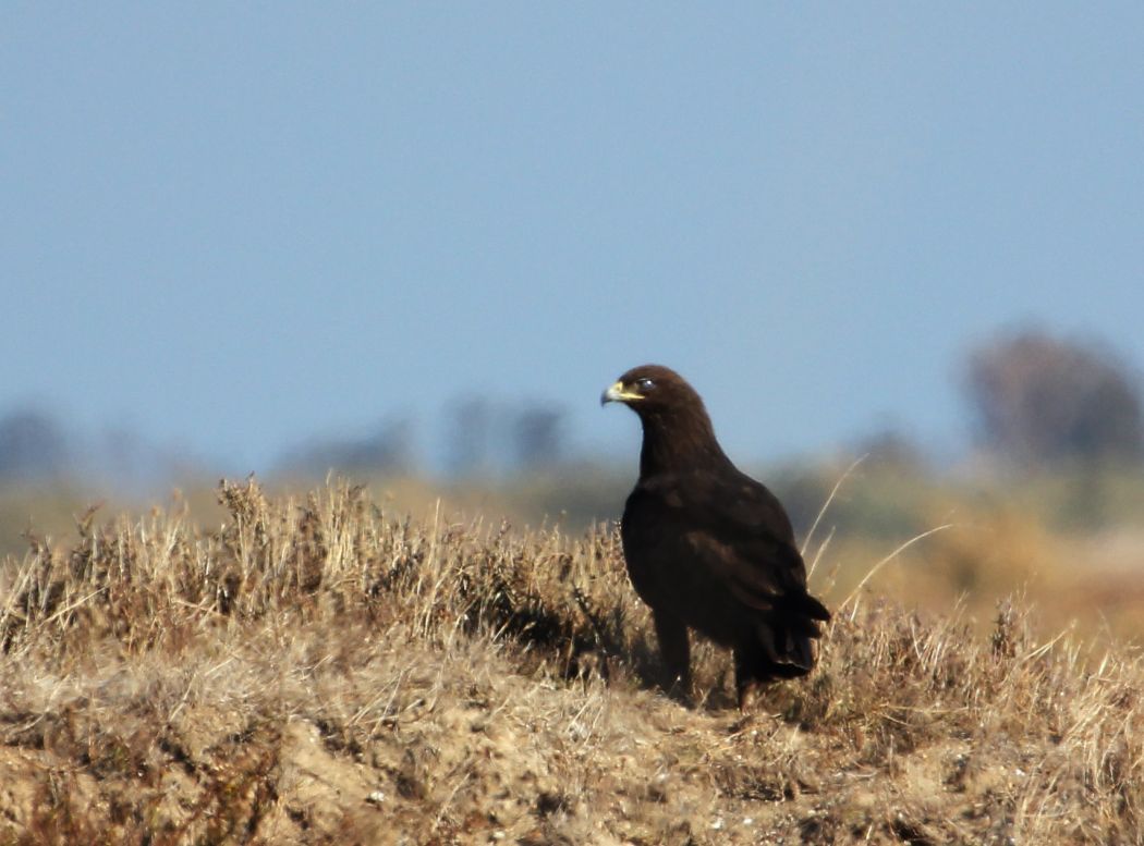 Greater Spotted Eagle