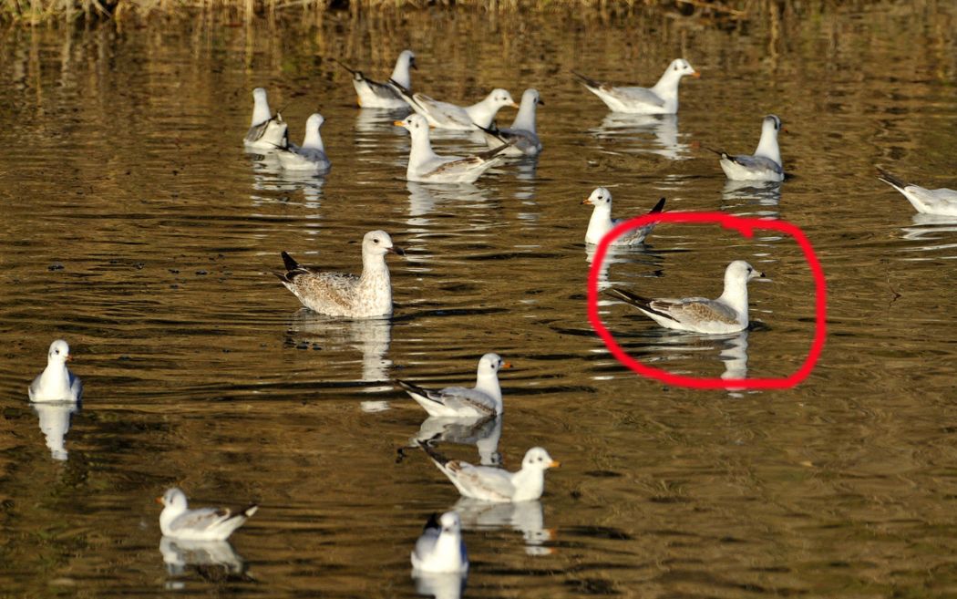 Common Gull