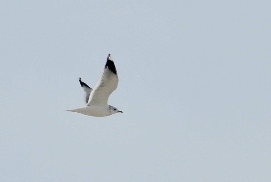 Common Gull