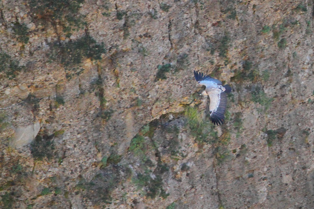 Kızıl Akbaba